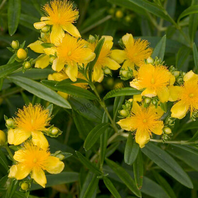 Třezalka kalmianum Gemo, 40/+cm, v květináči 2l Hypericum kalmianum Gemo
